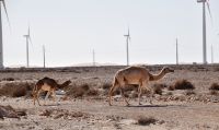 11---Mauritanie